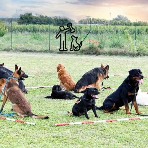 entrenamiento de perros